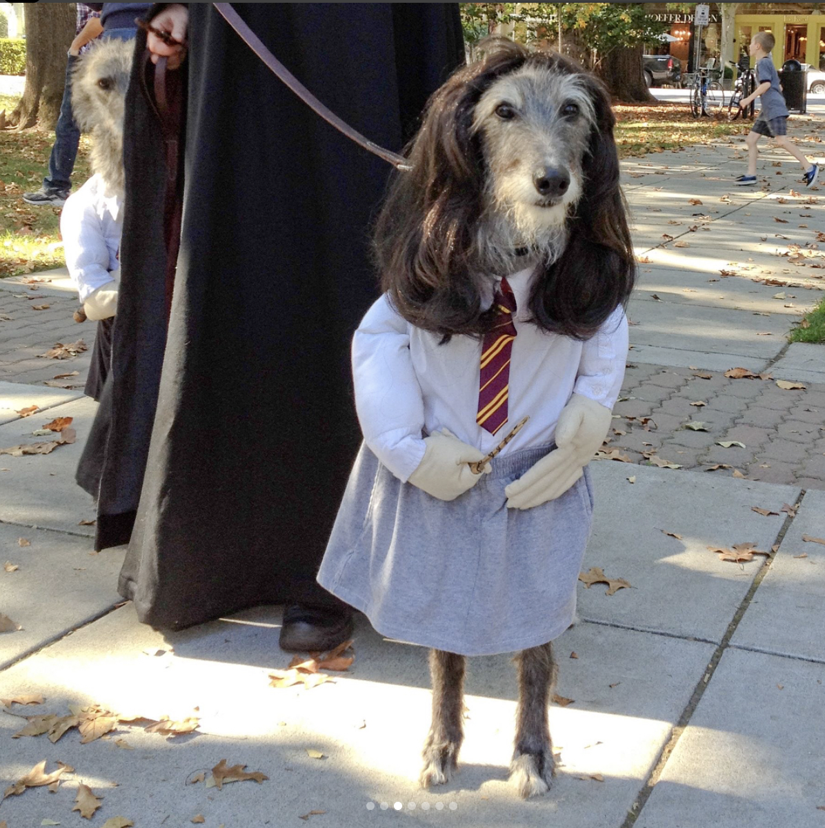 Harry Potter halloween dog costume Celebrity Pet Worth