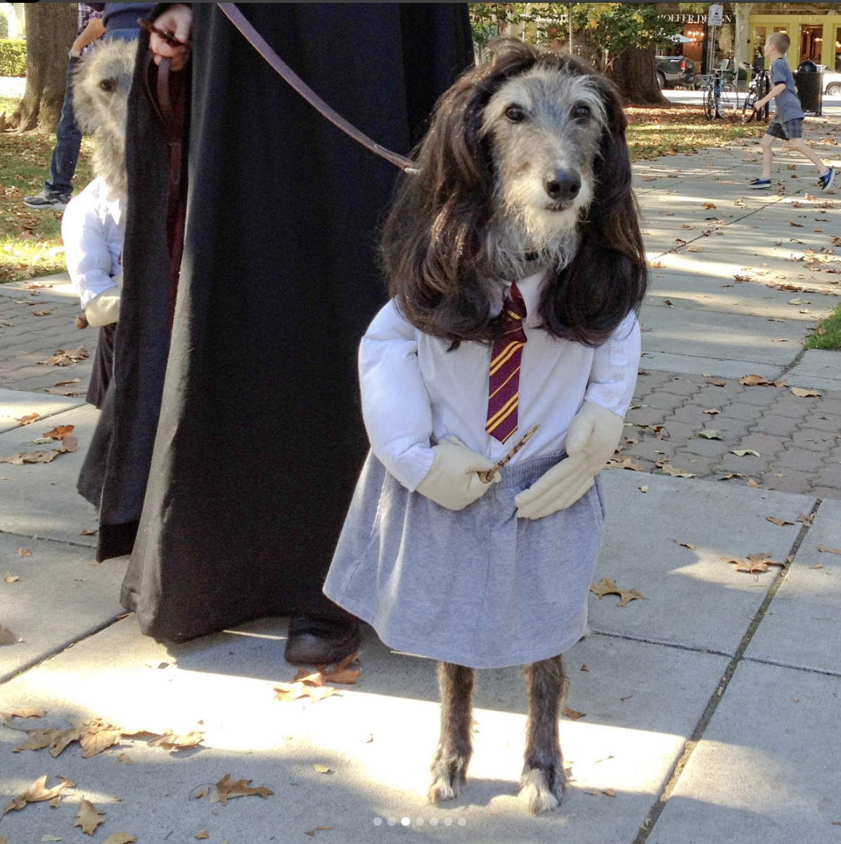Harry Potter halloween dog costume 