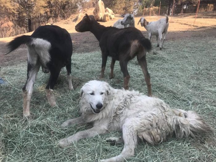 odin hero dog wildfires goats