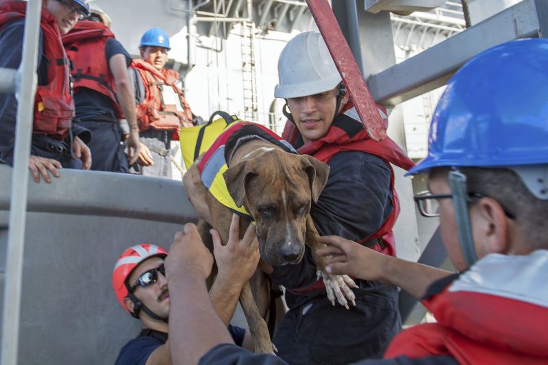 Tasha fuiaba rescue