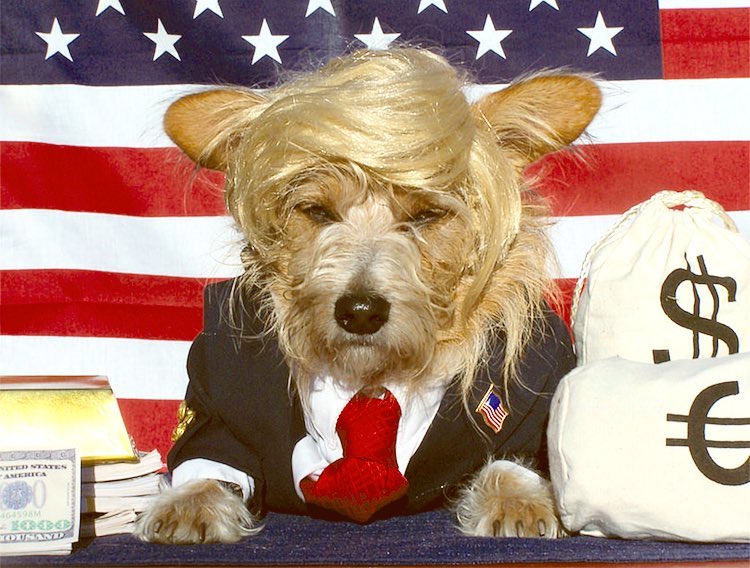 trump Halloween dog costume