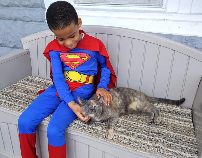 catman superhero cats