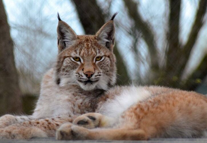 Lillith the elusive Lynx still at large, eludes zoo keepers and vacations on countryside