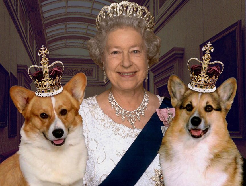 The Queen corgi