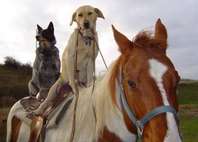 dogs riding horse