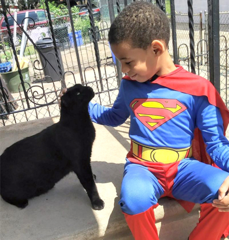 KolonyKats - Superhero "Catman" saves stray cat lives daily