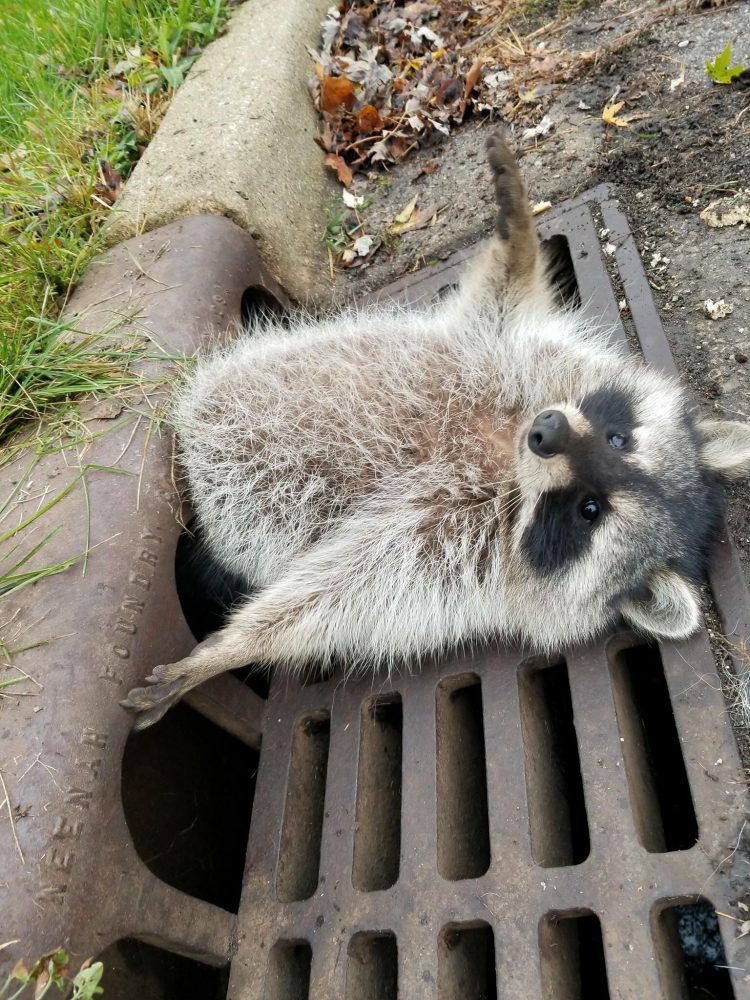chubby raccoon drain