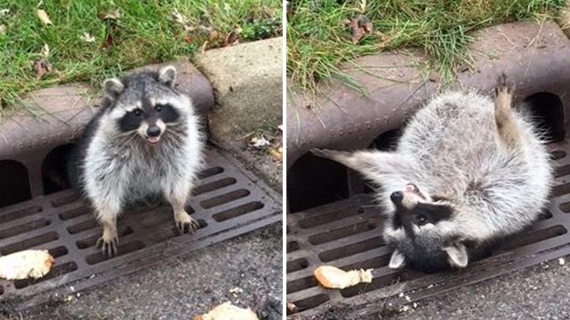 chubby raccoon stuck