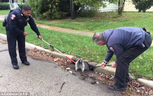 chubby raccoon stuck