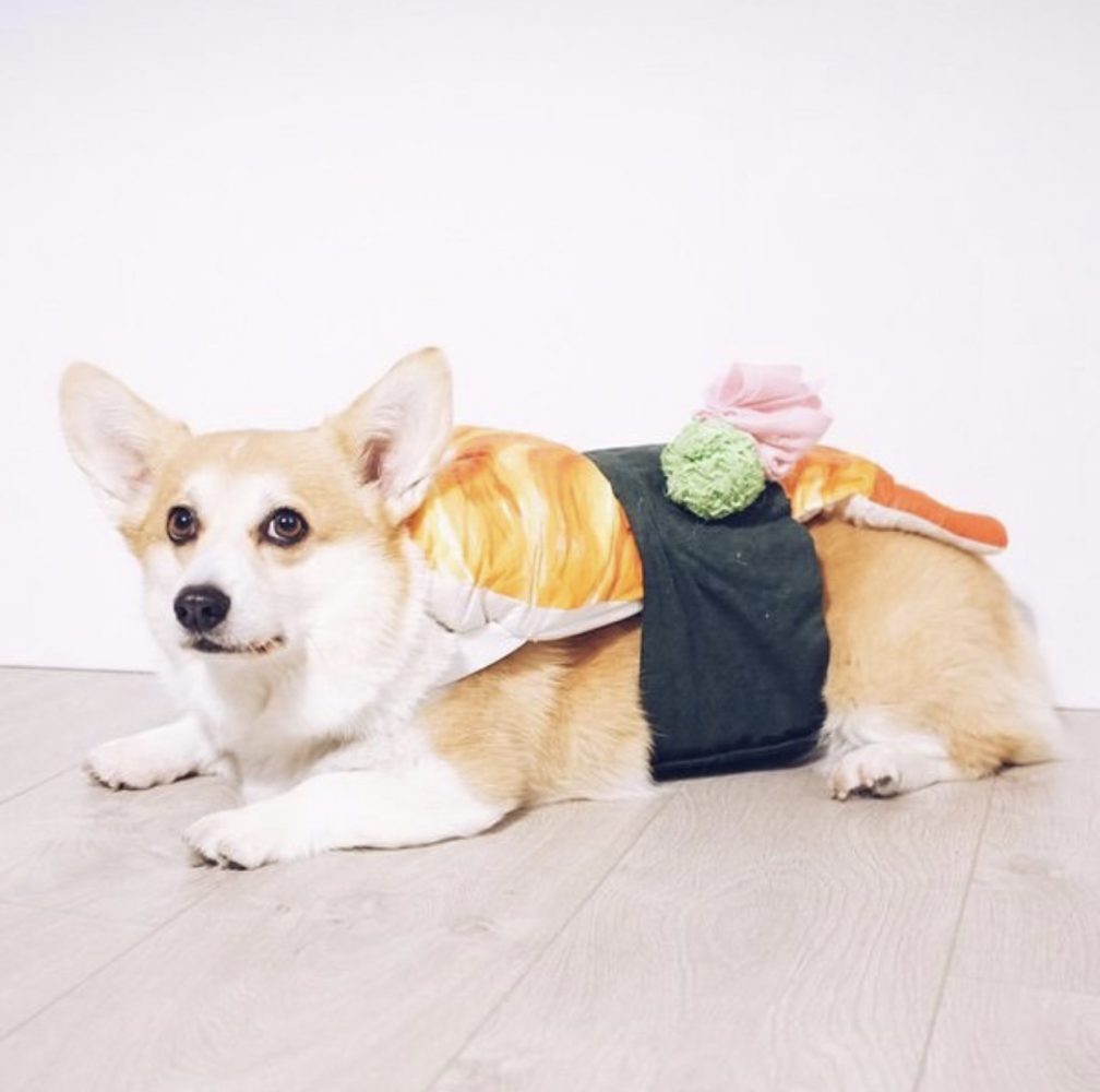 corgi poochi sushi