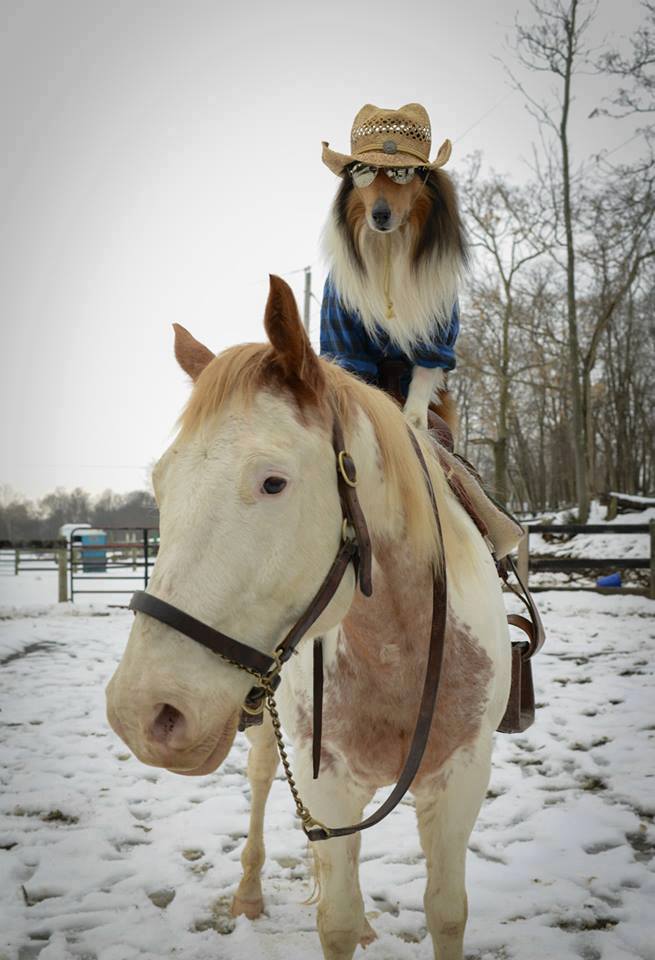 cowboy dog horse