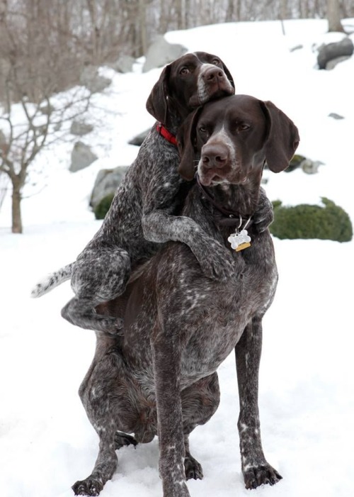 dog riding dog