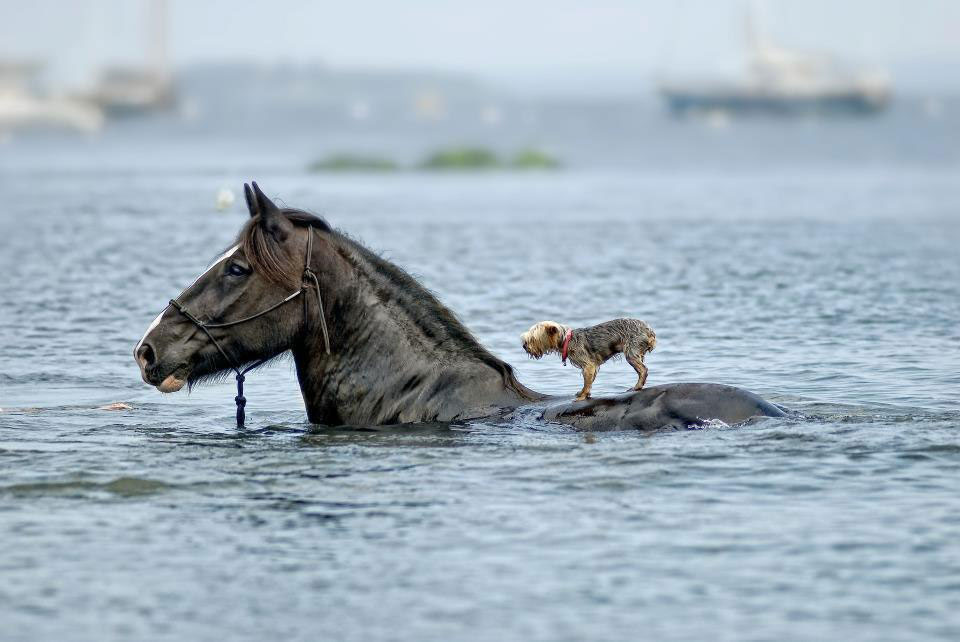 dog riding horse