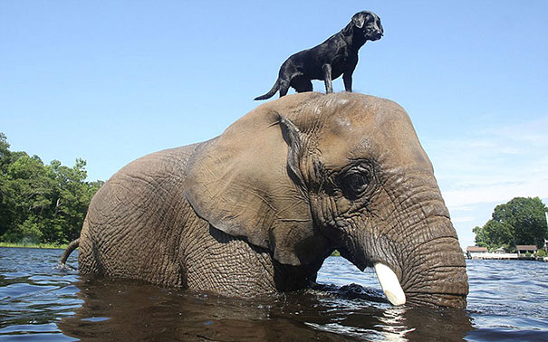 elephant dog ride