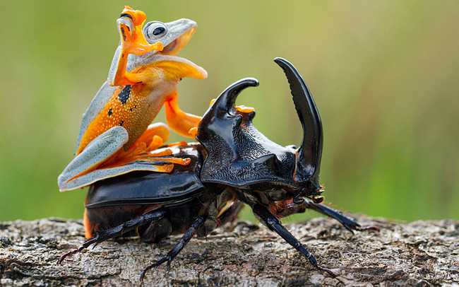 frog beetle ride