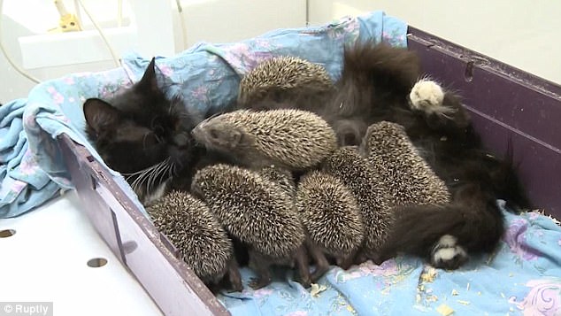 Musya the cat adopts orphaned hedgehog babies proving that love knows no bounds