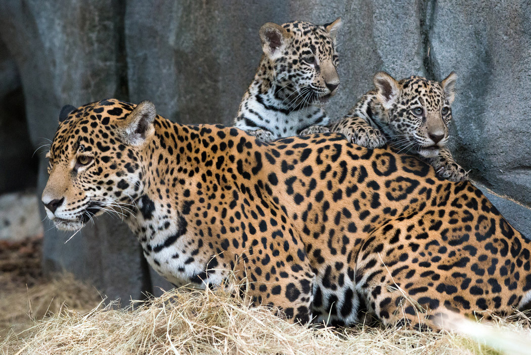 jaguar cubs fitz emma