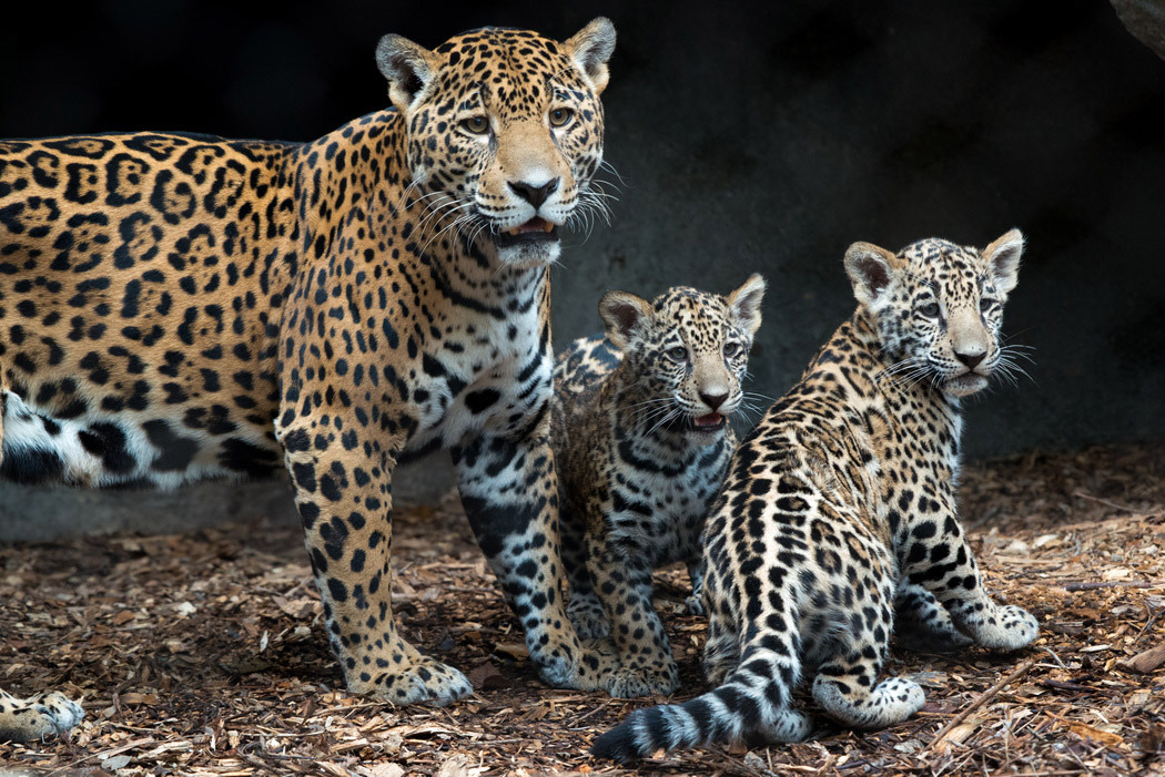 jaguar cubs fitz emma