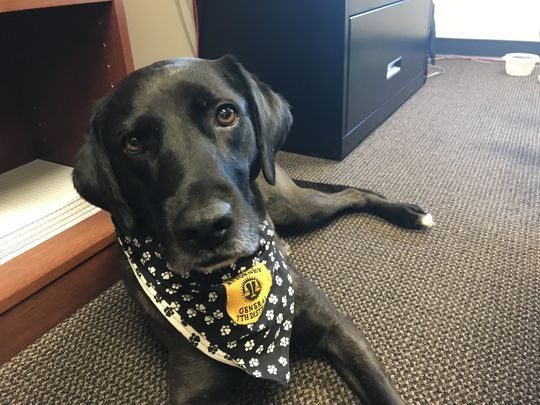Dog flunks service training three times, finds job comforting those in need