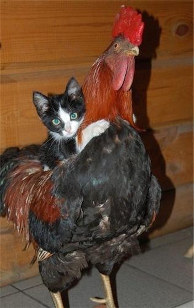 kitten rooster ride