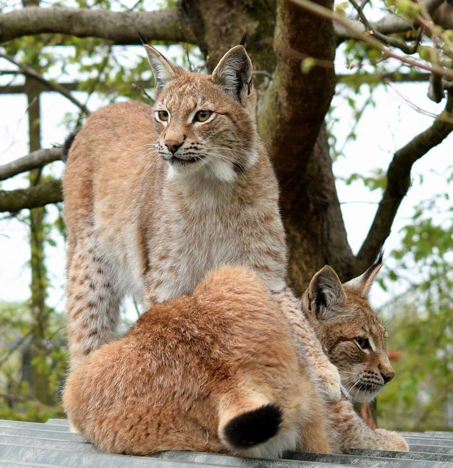 Lillith escaped Lynx zoo
