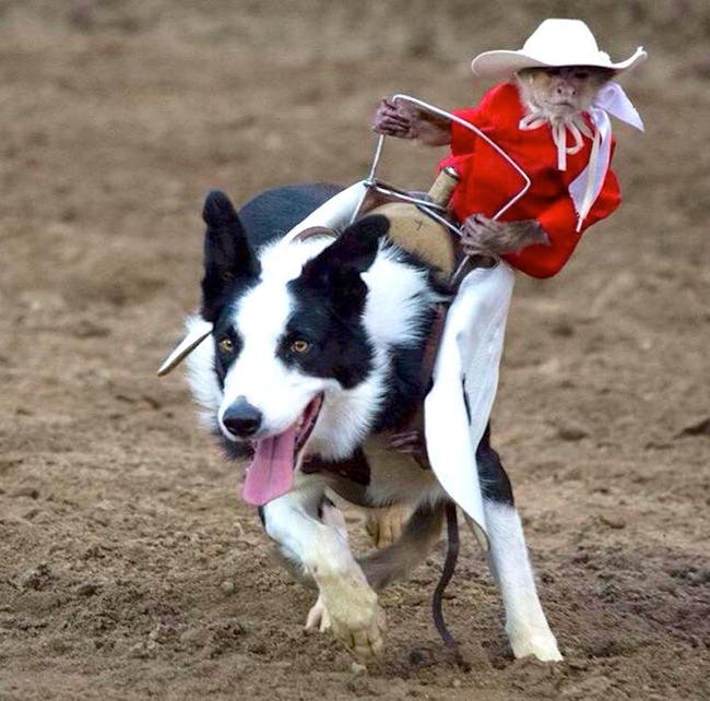 monkey cowboy dog