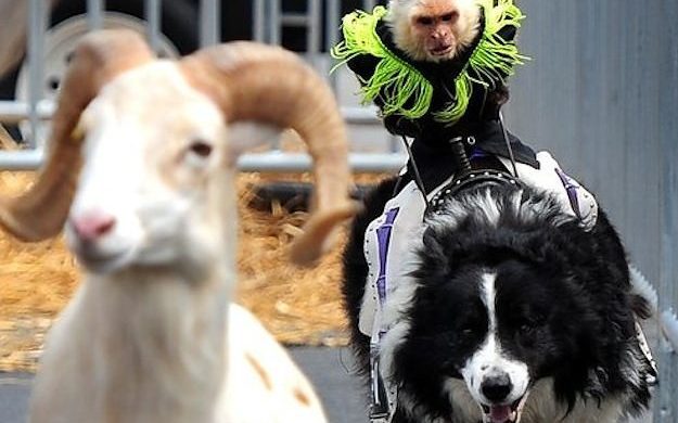 monkey riding dog