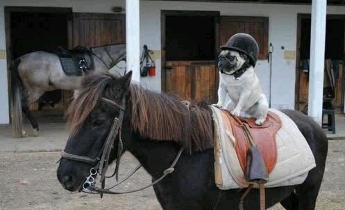 pug horse ride