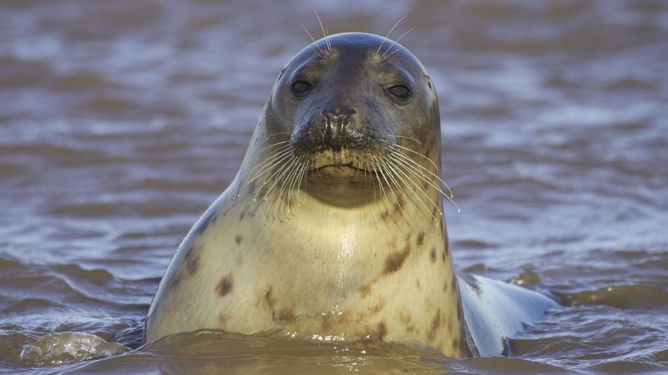 Sammy The Seal Is The Official King Of Fish Thieving Celebrity Pet Worth