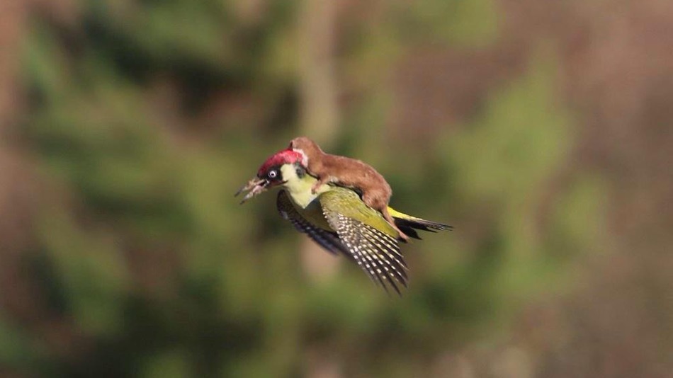 woodpecker weasel ride