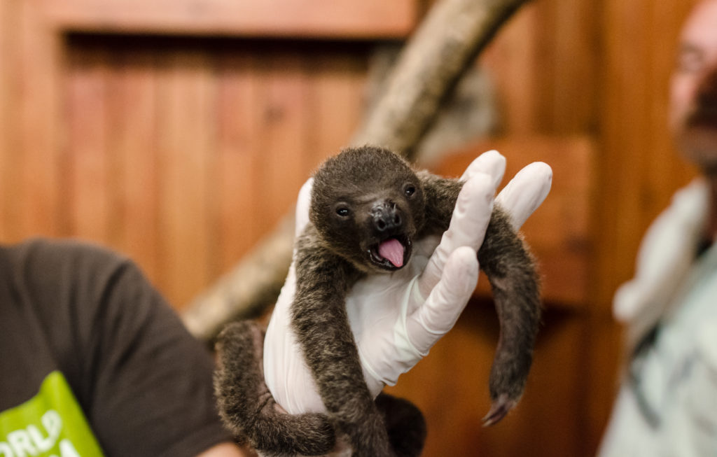 AWSF zoo sloth baby