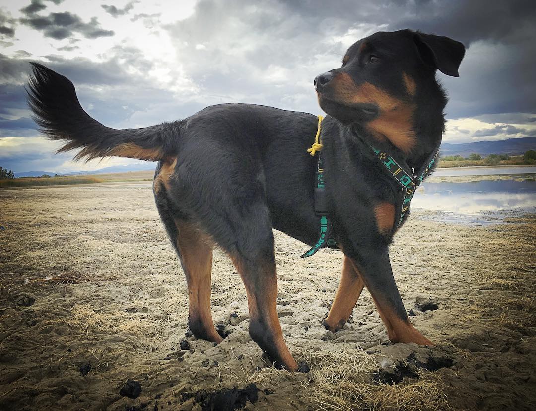 Brutus the Rottweiler pup, the quadruple amputee pup who could - Celebrity  Pets