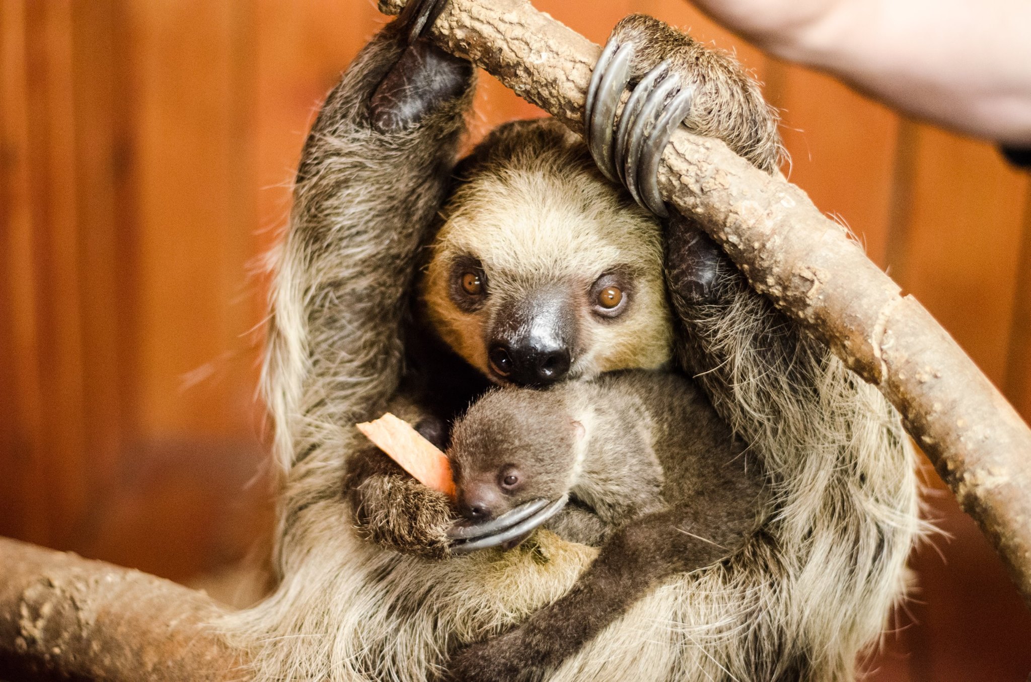 AWSF zoo sloth baby