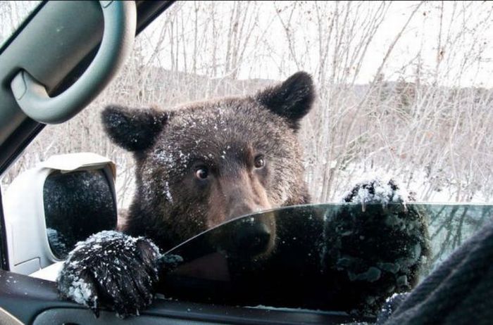 bear car window