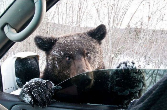 Bear goes for joyride in stolen SUV, crashes and trashes vehicle