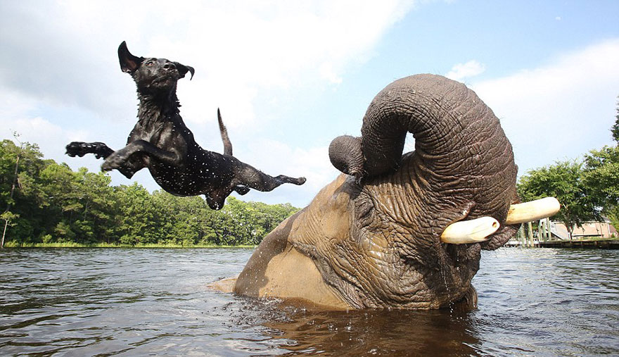 bubbles bella unlikely animal friendship