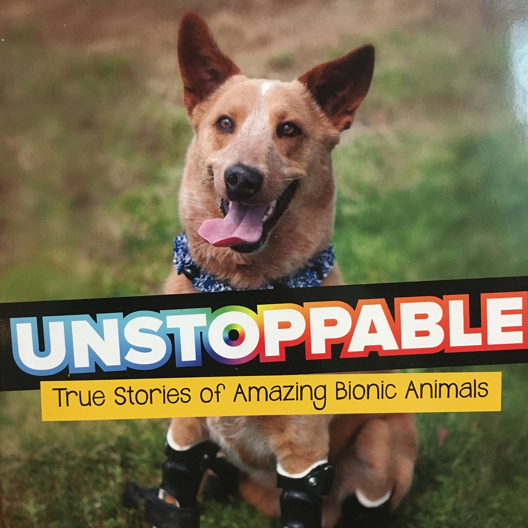 unstoppable Better Paws for Brutus amputee Rottweiler 