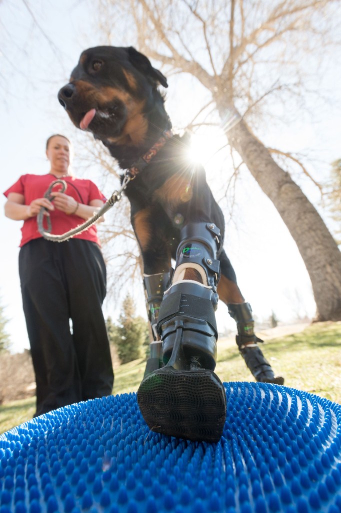 Better Paws for Brutus amputee Rottweiler