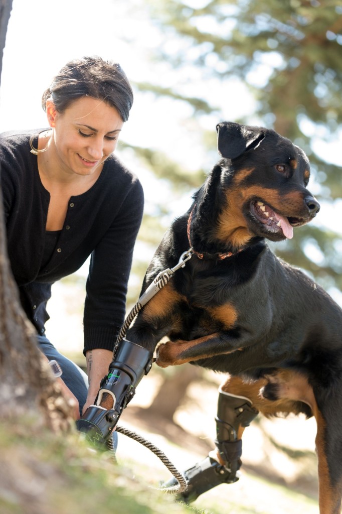 Better Paws for Brutus amputee Rottweiler 