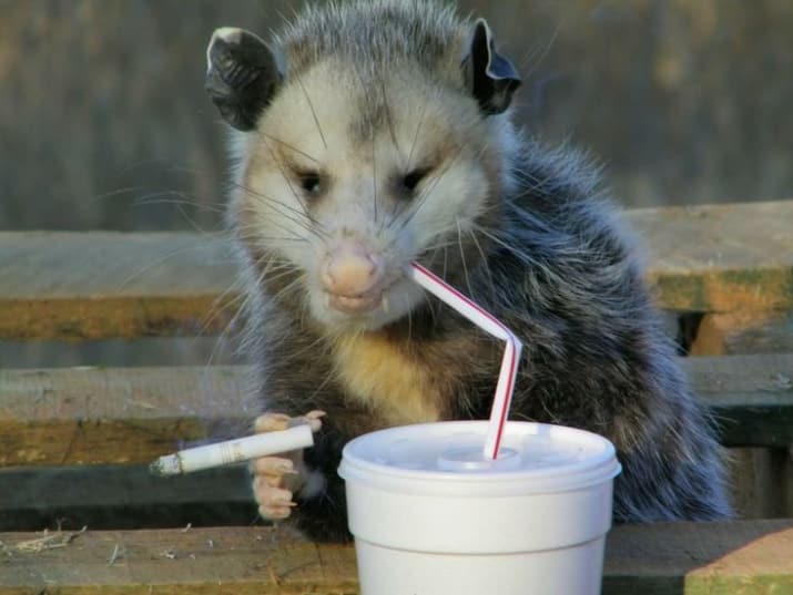 drunk possum