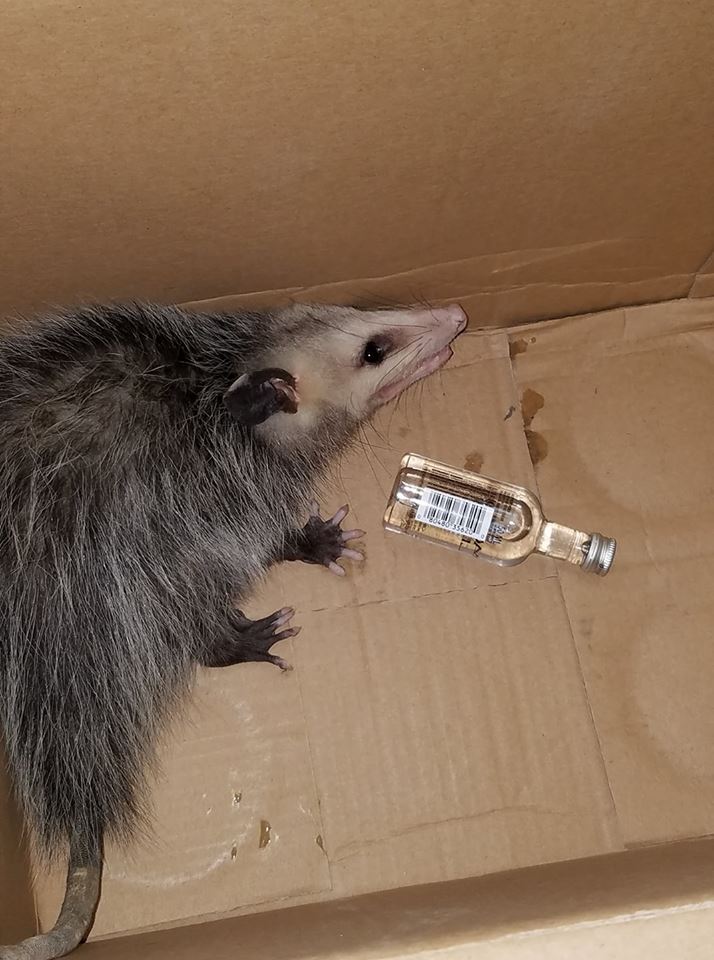 drunk possum florida
