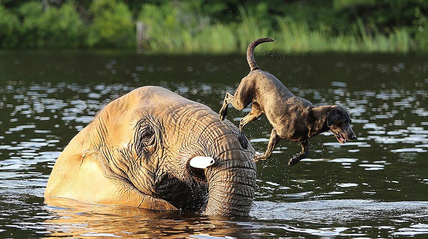 bubbles bella unlikely animal friendship