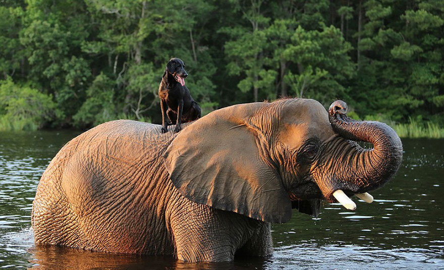 bubbles bella unlikely animal friendship