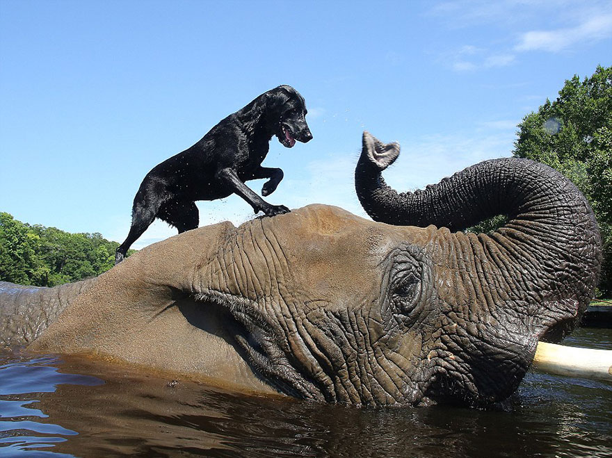 bubbles bella unlikely animal friendship