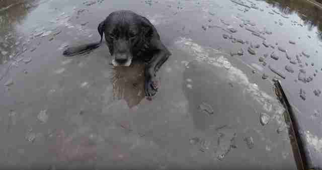 Hardy the dog a Labrador saved from icy death by local hero