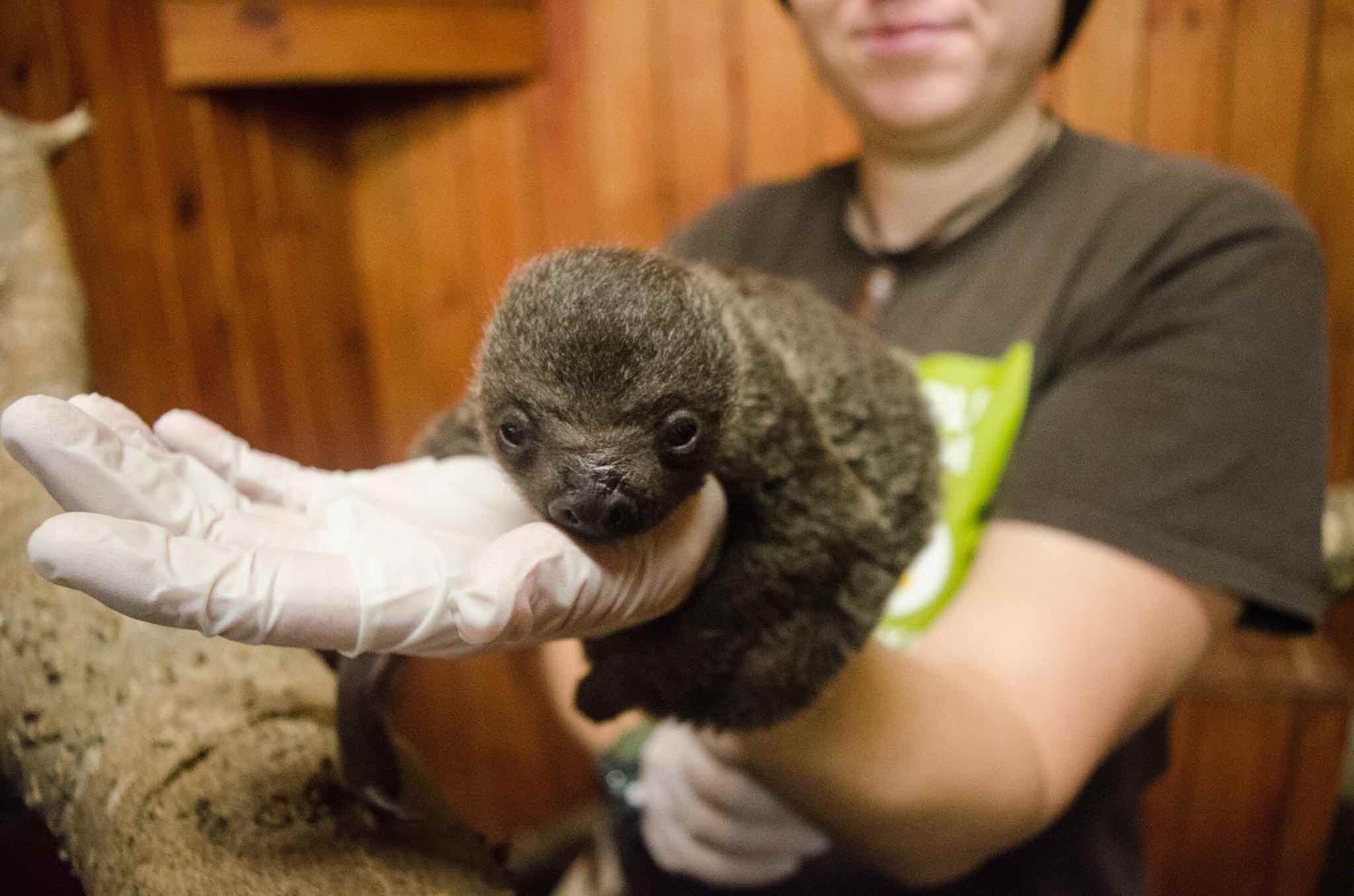 AWSF zoo sloth baby