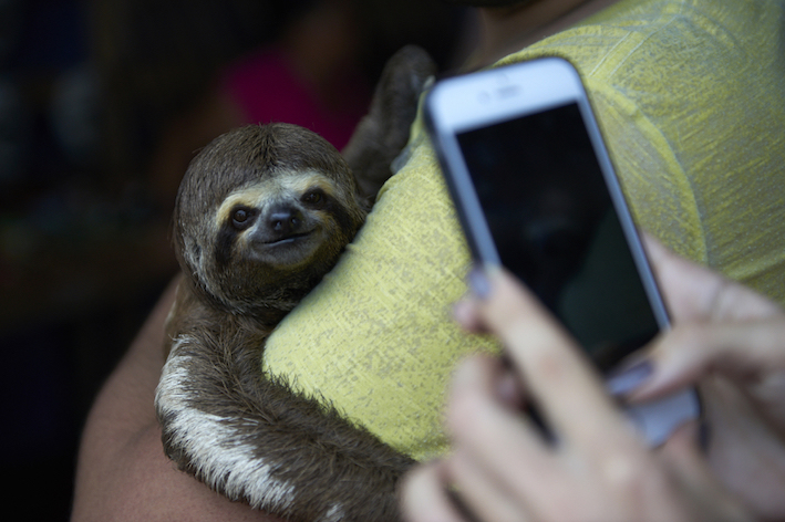 sloth selfie harmful 
