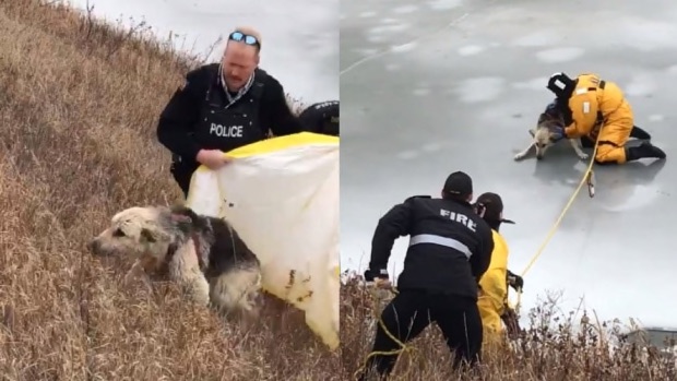 Firefighters rescue dog from frozen river, happy ending for family