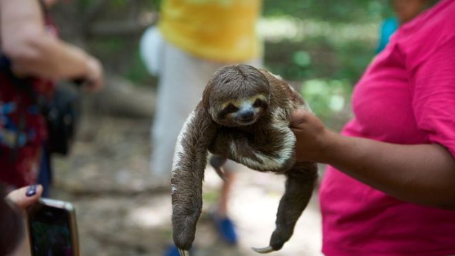 world animal protection sloth