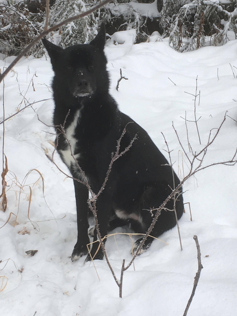 st nick yukon dog rescue 